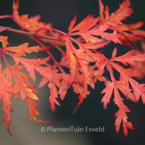 Acer palmatum 'R-Lane'