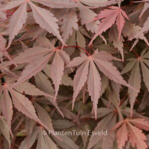Acer palmatum 'Raigo-ji'