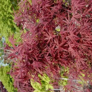 Acer palmatum 'Red Bamboo'