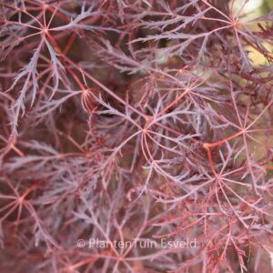 Acer palmatum 'Red Feathers'