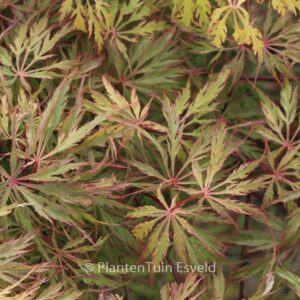 Acer palmatum 'Red Flame'