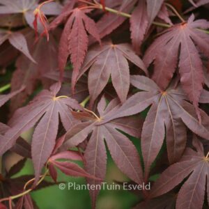 Acer palmatum 'Red Jonas'