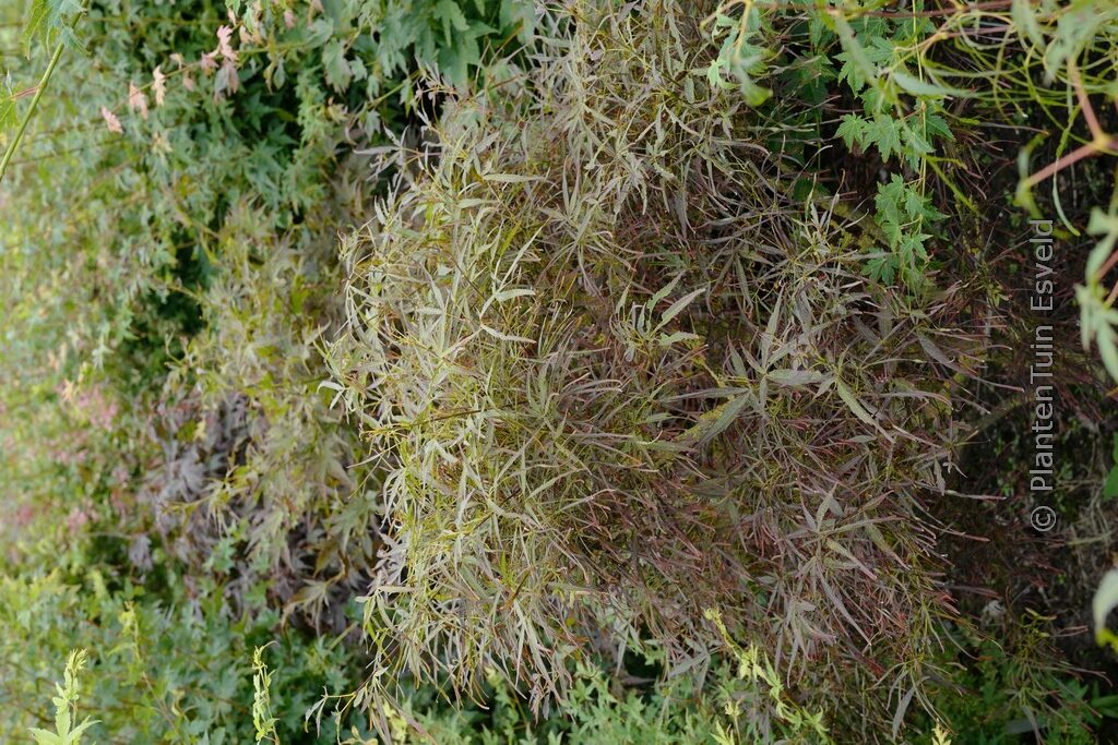 Acer palmatum 'Red Pygmy'
