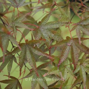 Acer palmatum 'Red Spray'
