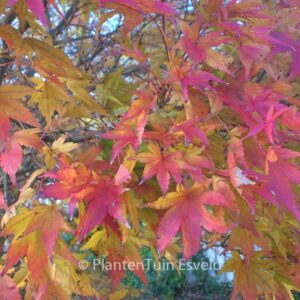 Acer palmatum 'Rising Sun'