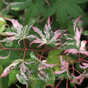 Acer palmatum 'Rokugatsu-en-nishiki'