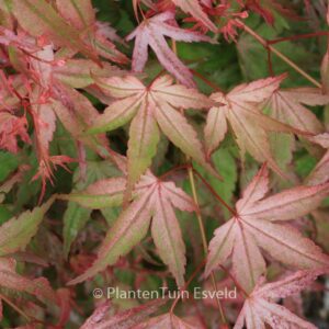 Acer palmatum 'Ruben'