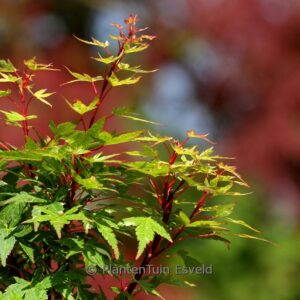 Acer palmatum 'Ryu-gu'