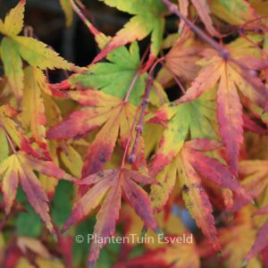Acer palmatum 'Seiun-kaku'