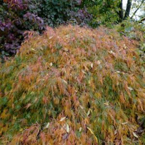 Acer palmatum 'Seki-mori'