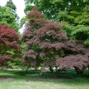 Acer palmatum 'Sherwood Flame'