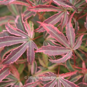 Acer palmatum 'Shirazz'