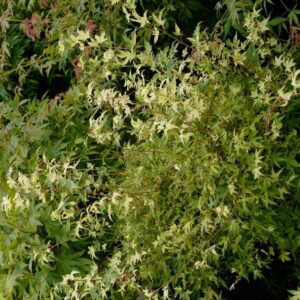 Acer palmatum 'Shiro-fu-nishiki'