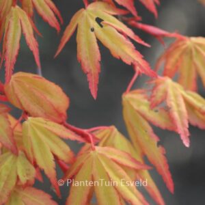 Acer palmatum 'Sode-nishiki'