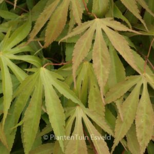 Acer palmatum 'Soma-no-kawa'