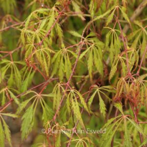 Acer palmatum 'Spring Delight'