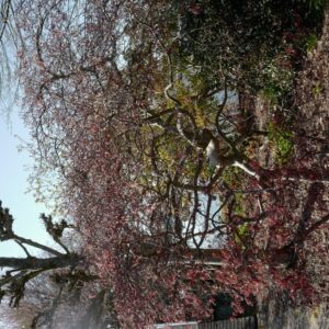 Acer palmatum 'Stella Rossa'