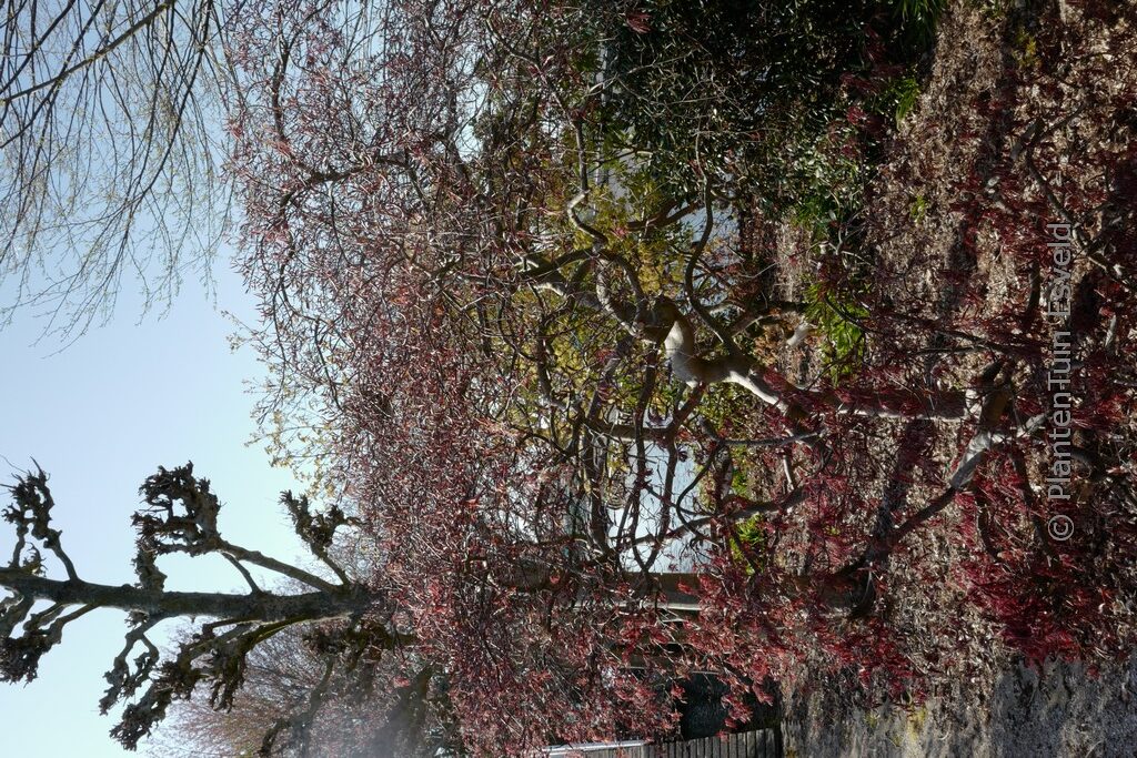 Acer palmatum 'Stella Rossa'