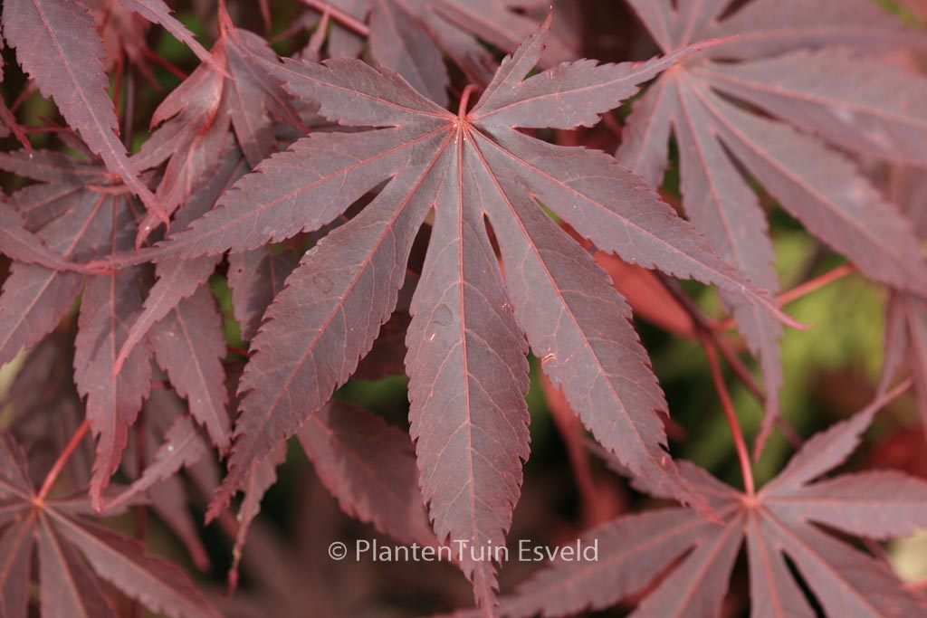 Acer palmatum 'Sumi-nagashi'