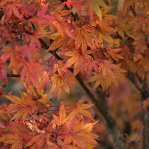 Acer palmatum 'Susan'