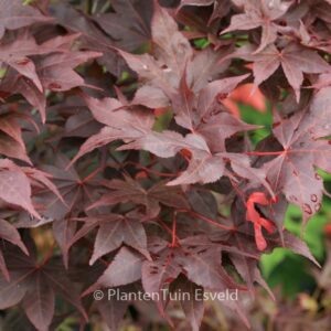 Acer palmatum 'Takao-beni'