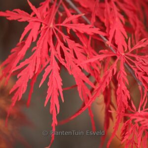 Acer palmatum 'Tamuke-yama'