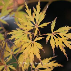 Acer palmatum 'Tatsuta-gire'
