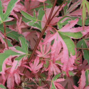 Acer palmatum 'Taylor'