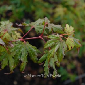 Acer palmatum 'Tess'