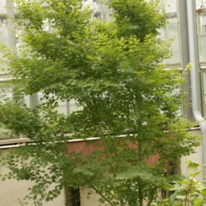 Acer palmatum 'Tsukasa Silhouette'