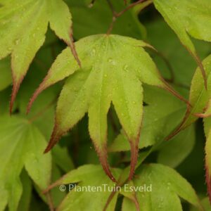 Acer palmatum 'Tsuma-gaki'