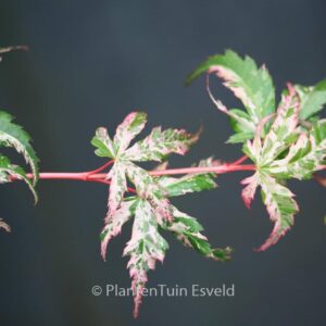 Acer palmatum 'Tsuru-no-mai'