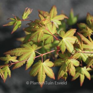 Acer palmatum 'Uta-fuku'