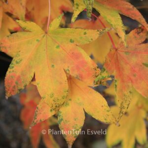 Acer palmatum 'Utsu-semi'