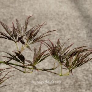 Acer palmatum 'Ventura'