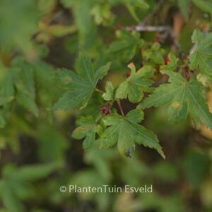 Acer palmatum 'Vic's Broom'