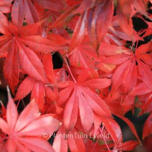 Acer palmatum 'Westonbirt Red'