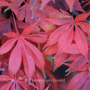 Acer palmatum 'Whitney Red'