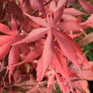 Acer palmatum 'Wild Goose'
