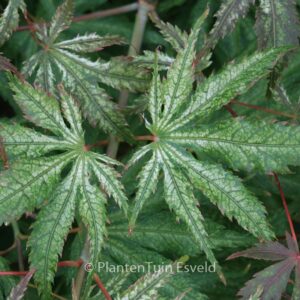 Acer palmatum 'Will's Devine'