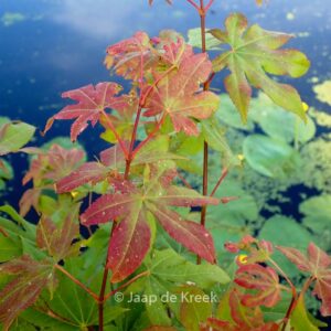 Acer palmatum 'Windover'
