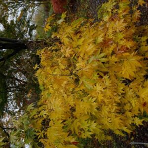 Acer palmatum 'Wintergold'