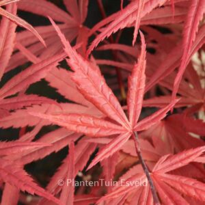 Acer palmatum 'Wood's Linearilobum Selection'