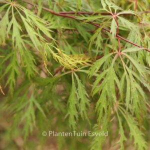 Acer palmatum 'Yamato-shidare'