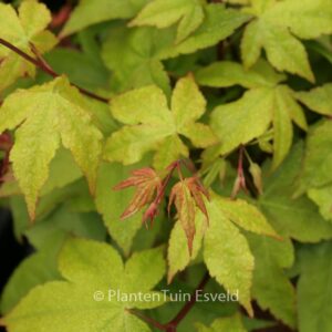 Acer palmatum 'Yellow Bird'