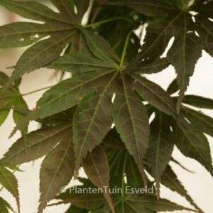 Acer palmatum 'Yugure'