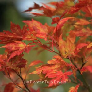 Acer palmatum ssp. amoenum