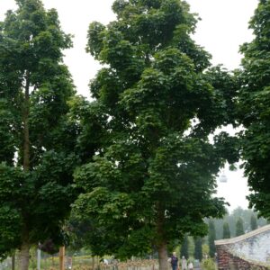 Acer platanoides 'Columnare'