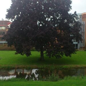 Acer platanoides 'Crimson King'