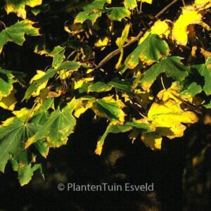 Acer platanoides 'Emerald Queen'